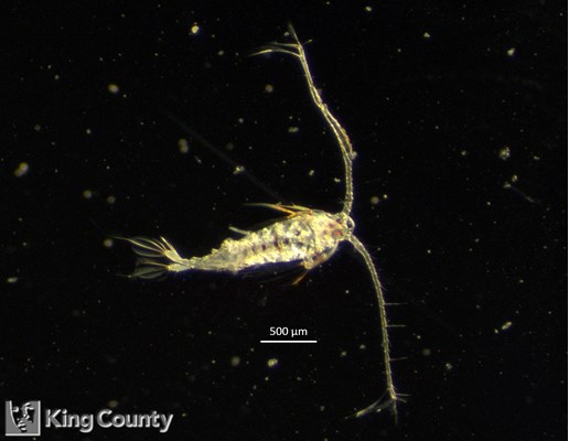 Photo of Tortanus sp.